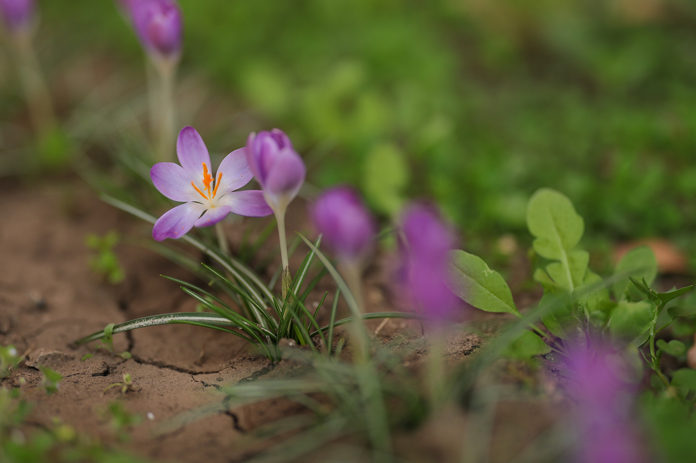 crocus purple Serbia Nature Photography  garden Flowers plants green backi petrovac