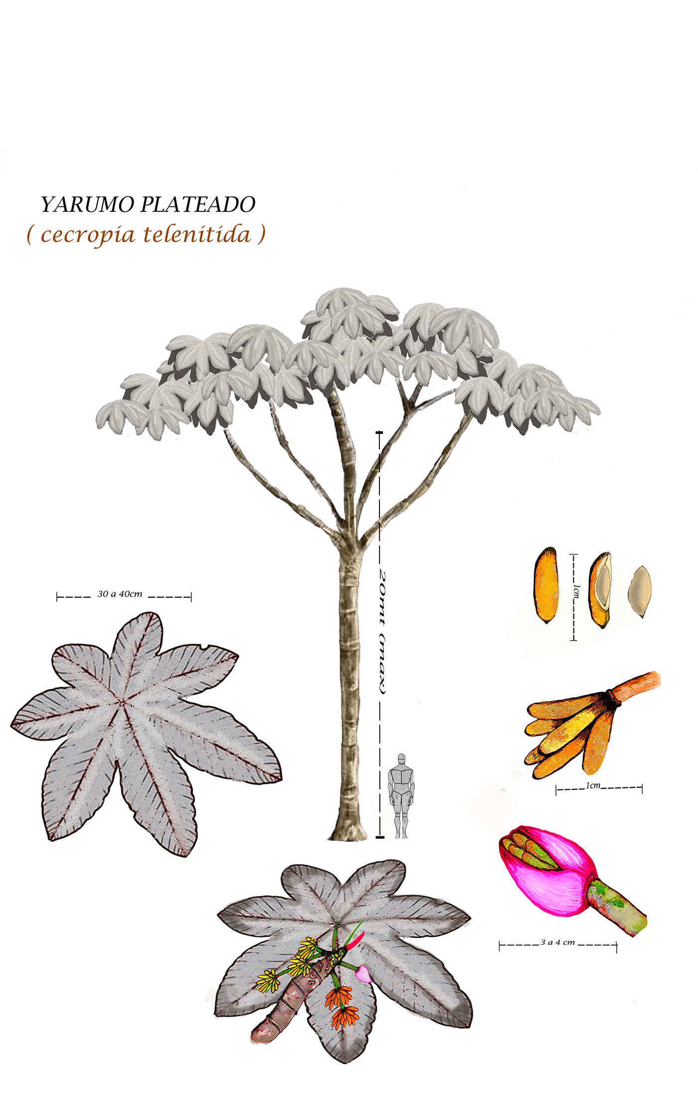arbol ciencia especies nativas ilustración científica