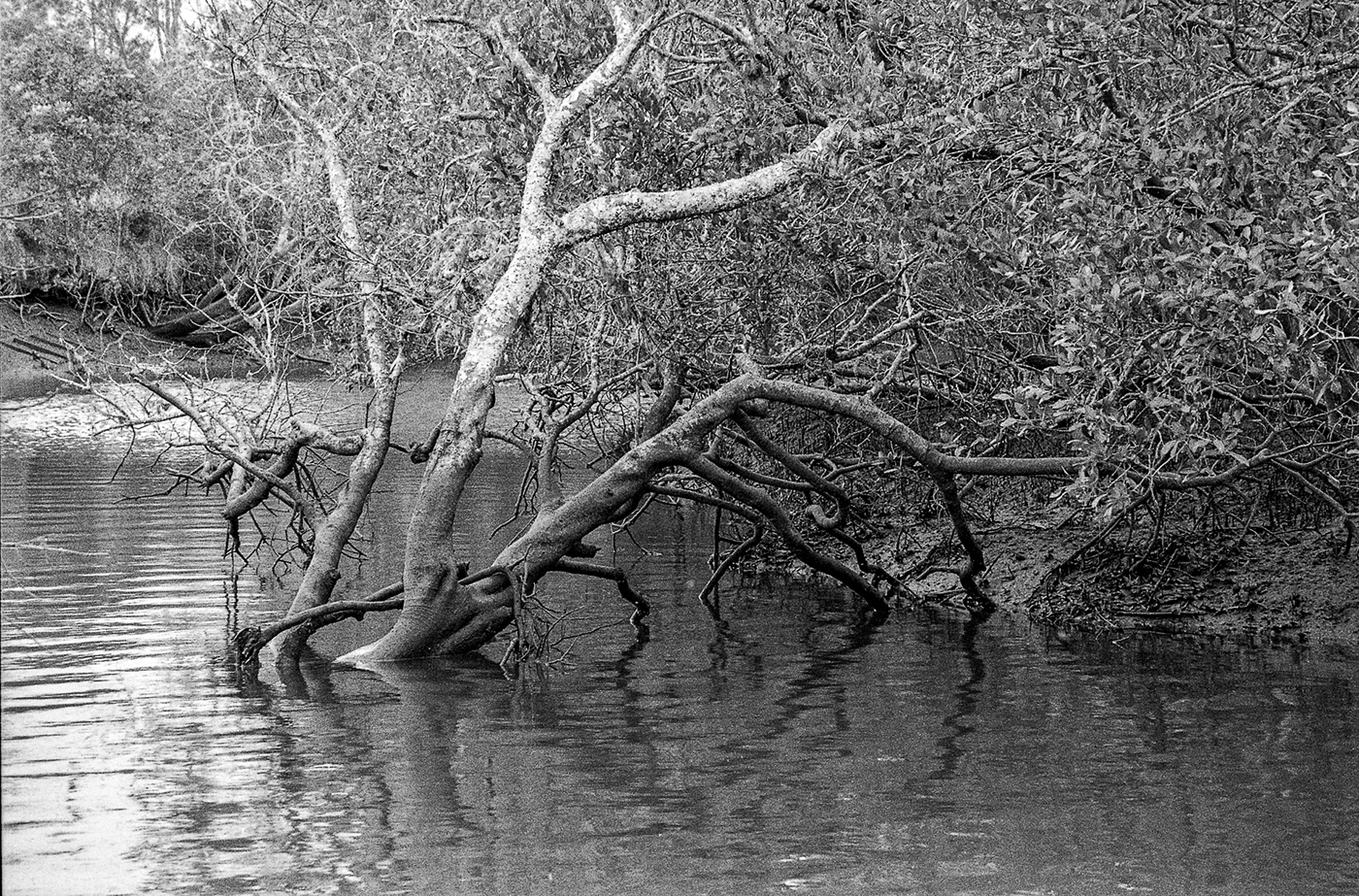 mangroves   Nikon F100 Landscape Photography  Biripi Country FX-39II ilford hp5+ tidal zone