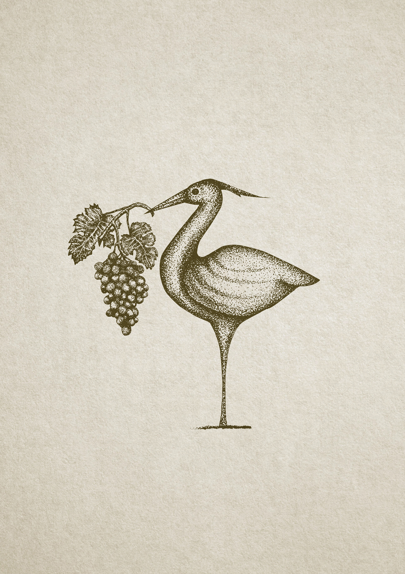 Grape, vine, drawing on Behance