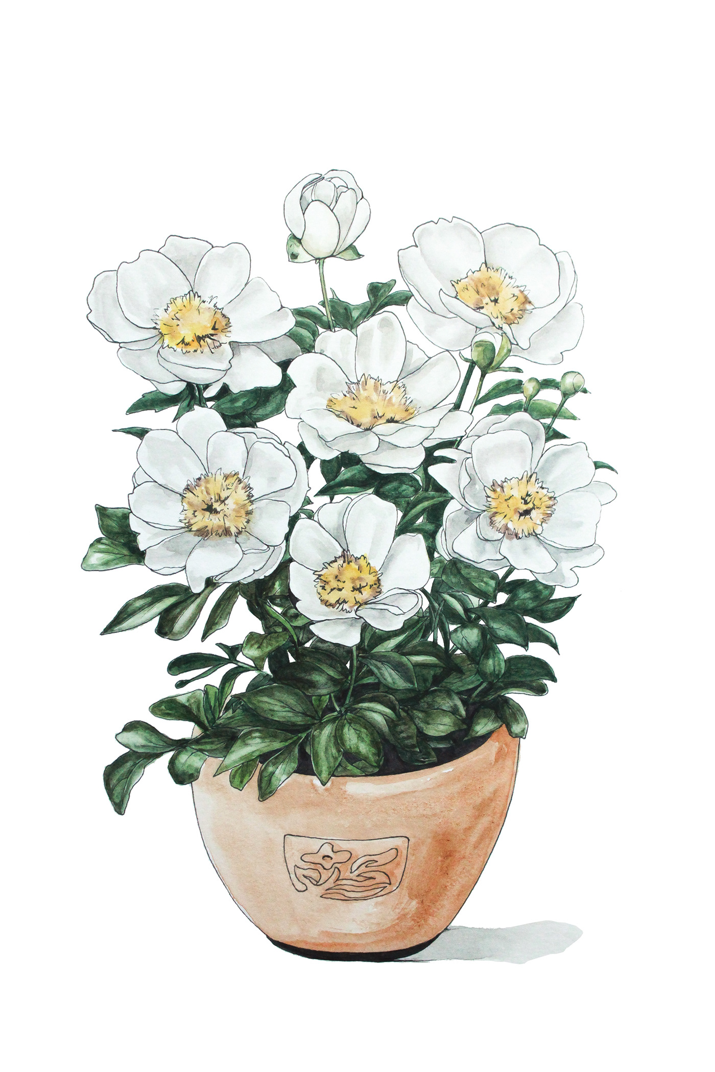 ILLUSTRATION  Drawing  painting   plants Flowers botanical