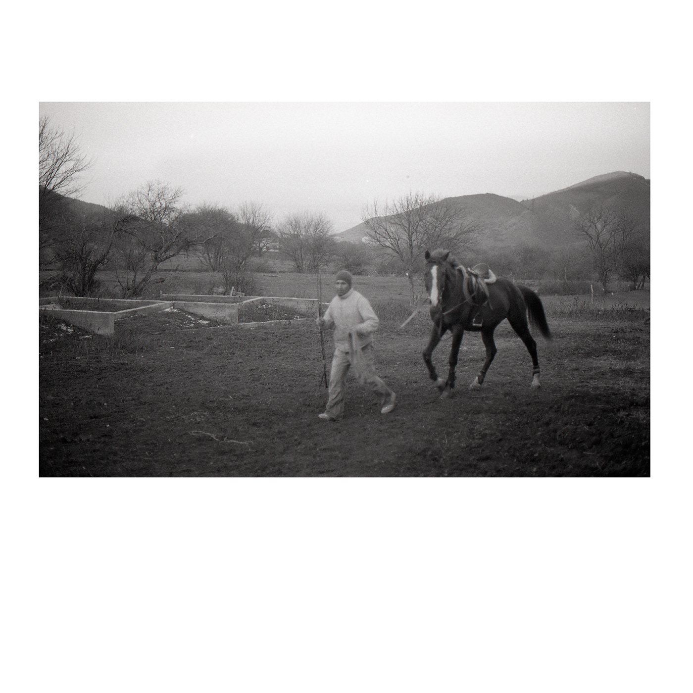 35mm analog photography animal black and white Film   film photography horse Landscape Nature Photography 