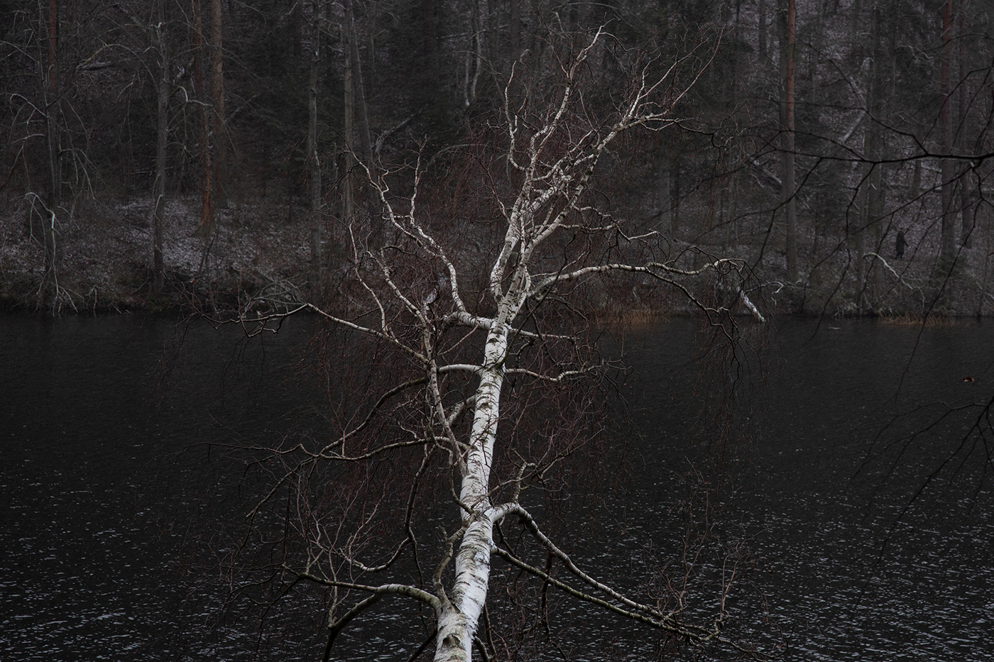 forest lietuva lithuania Mindaugas Buivydas Nature Photography  winter woods