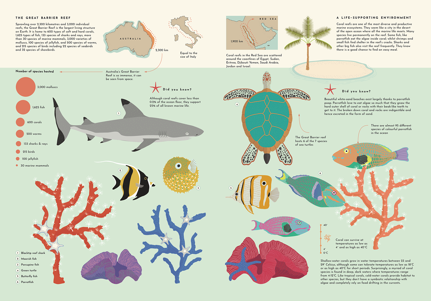 oceans sealife environment environmental education whales EXPLORERS coral fish ILLUSTRATION  graphic design 