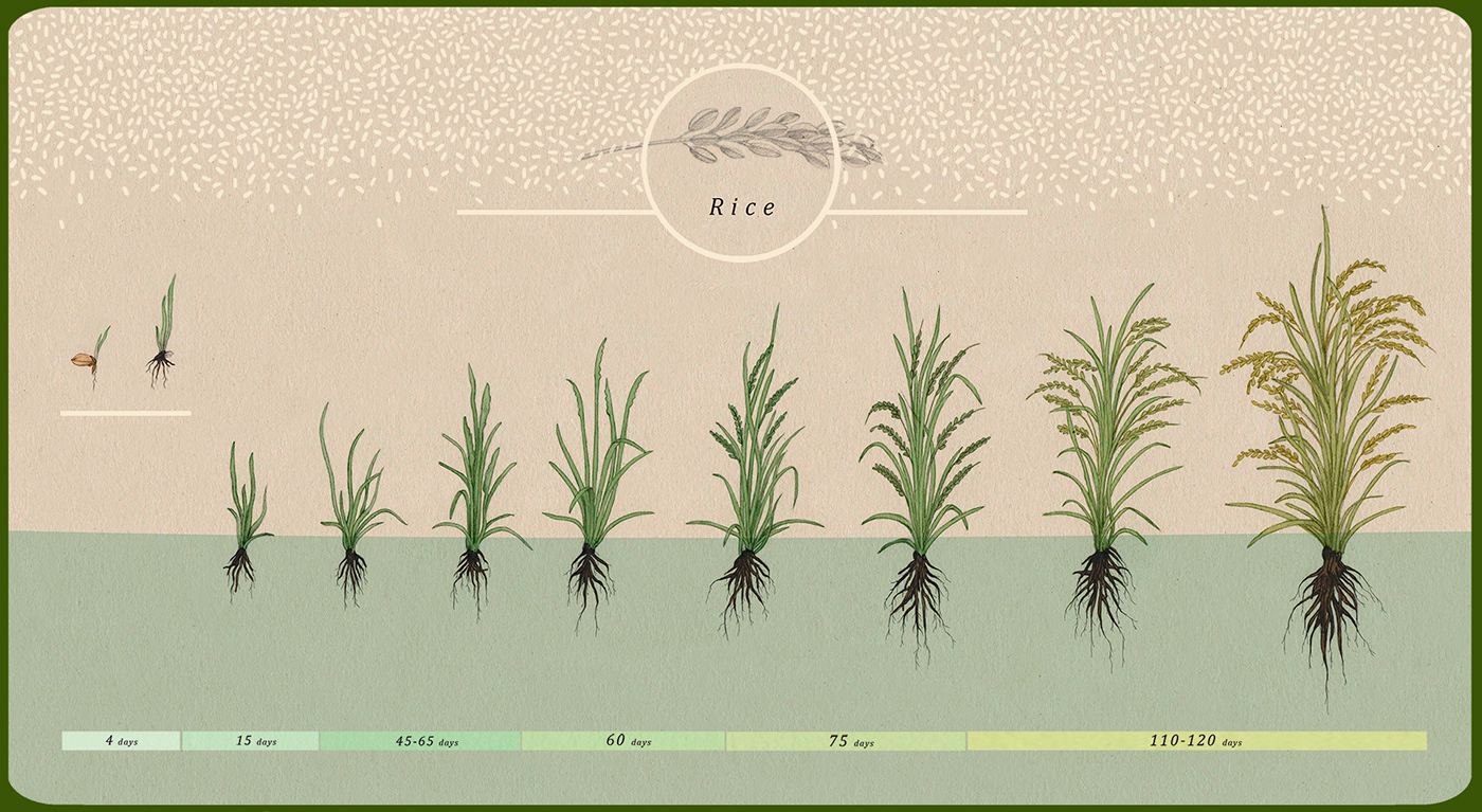 Rice arroz academic illustration ilustración científica ilustracion Nature cosecha siembra naturaleza ciencias naturales