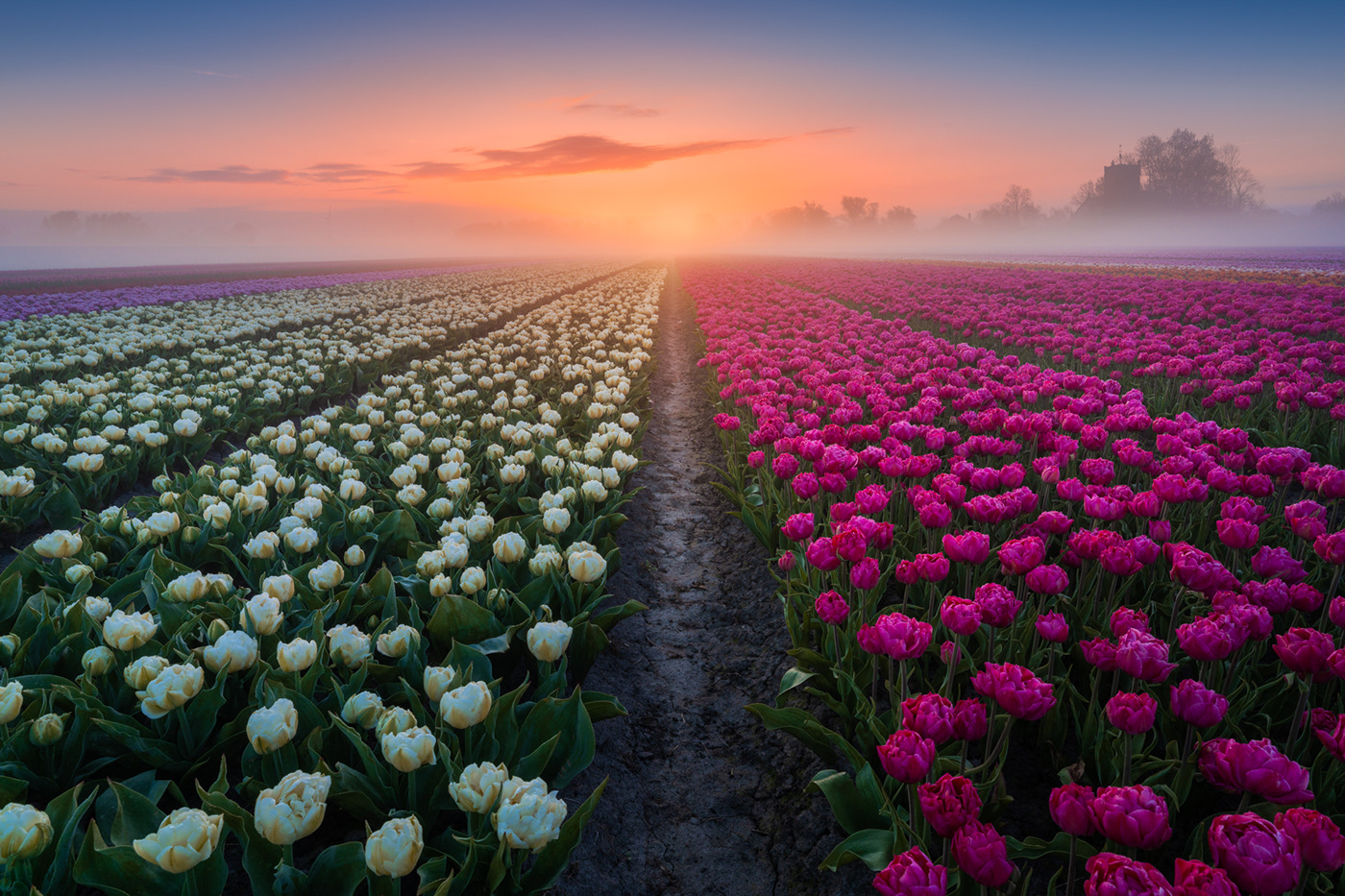 dutch Flowers The Netherlands tulips tulipseason