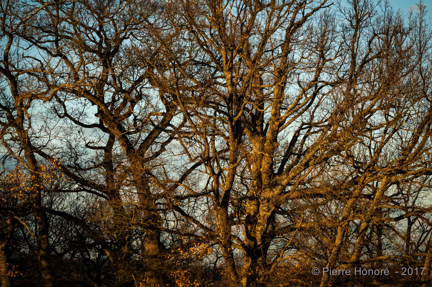 Landscape DUSK DAWN Tree  Poucharramet france midi-pyrénrées haute-garonne