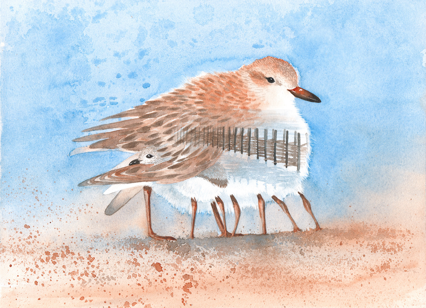 mangrove watercolor painting   birds wildlife watercolor illustration Ocean Island colombia punta soldado
