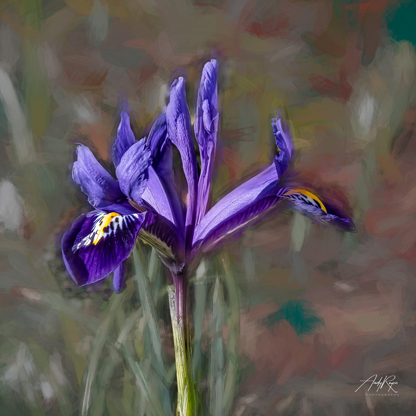 iris purple flower macro Painted painting   blended background darf iris