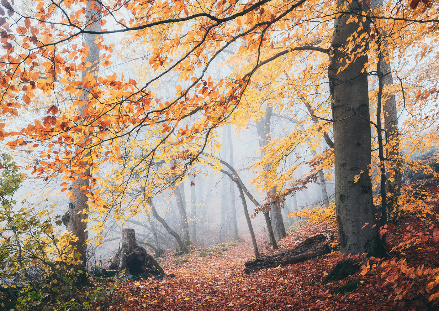 Landscape forest wood trees autumn fog mist mood Gleichberg Fall