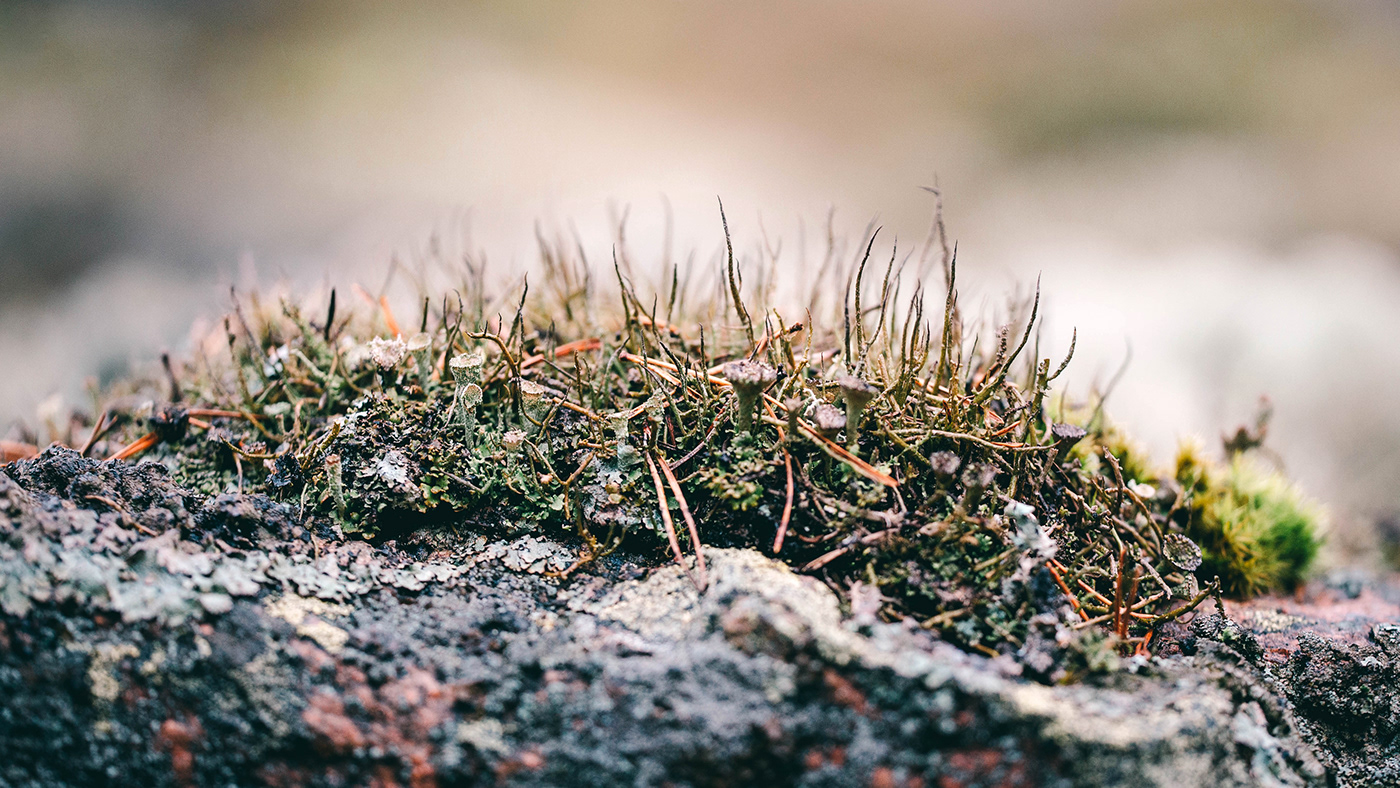 branch drops forest lichen moss rain spruce stone Tree 