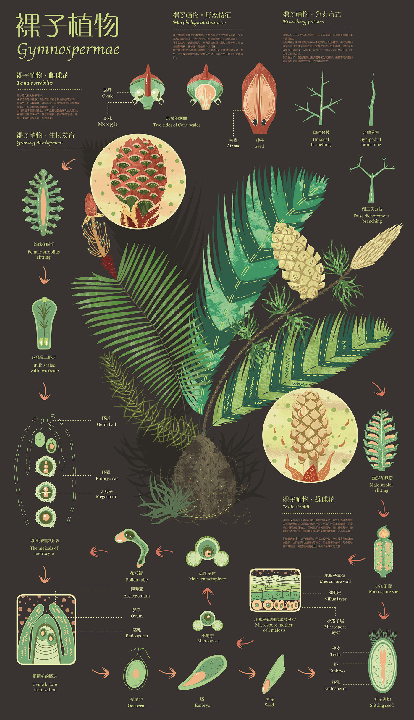infographic design graphic information plants