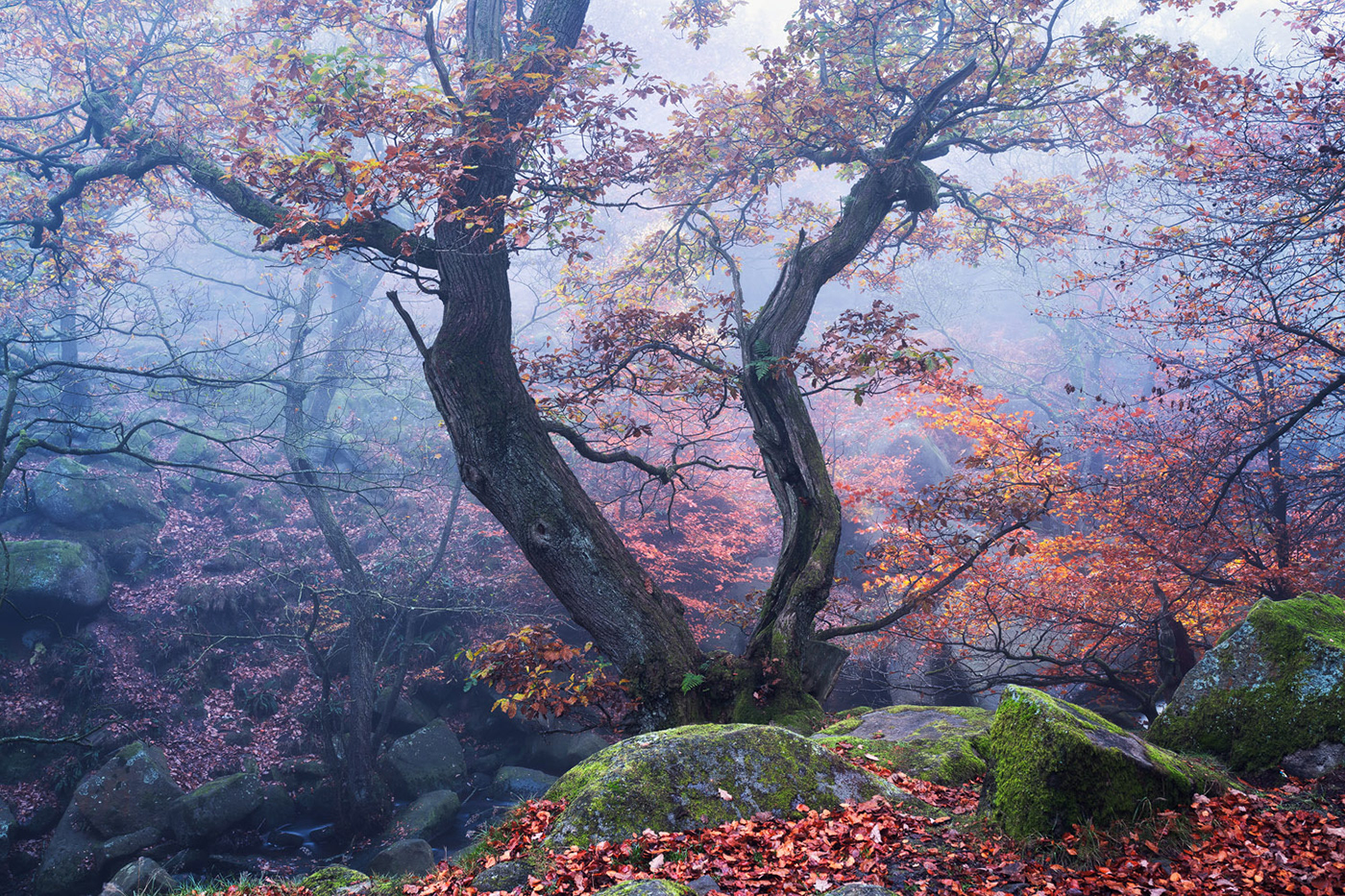 autumn Gorge mist Treescape enchanted fairytale DAWN forest Landscape Nature