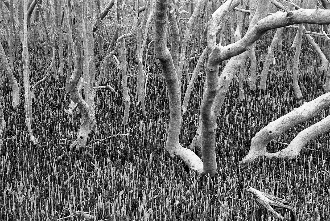 mangroves   Nikon F100 Landscape Photography  Biripi Country FX-39II ilford hp5+ tidal zone