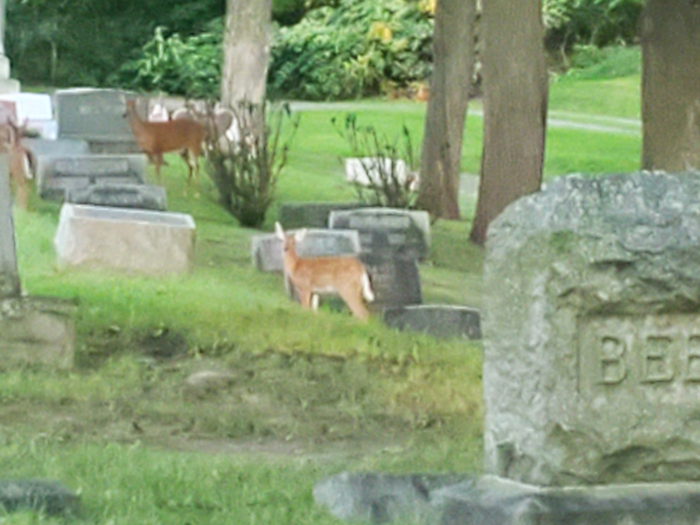 buck cemetary cemetery deer doe DOES for funeral Show up