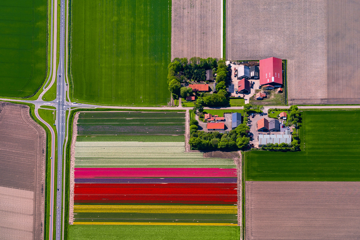 tulips Flowers dutch Netherlands rainbow Landscape