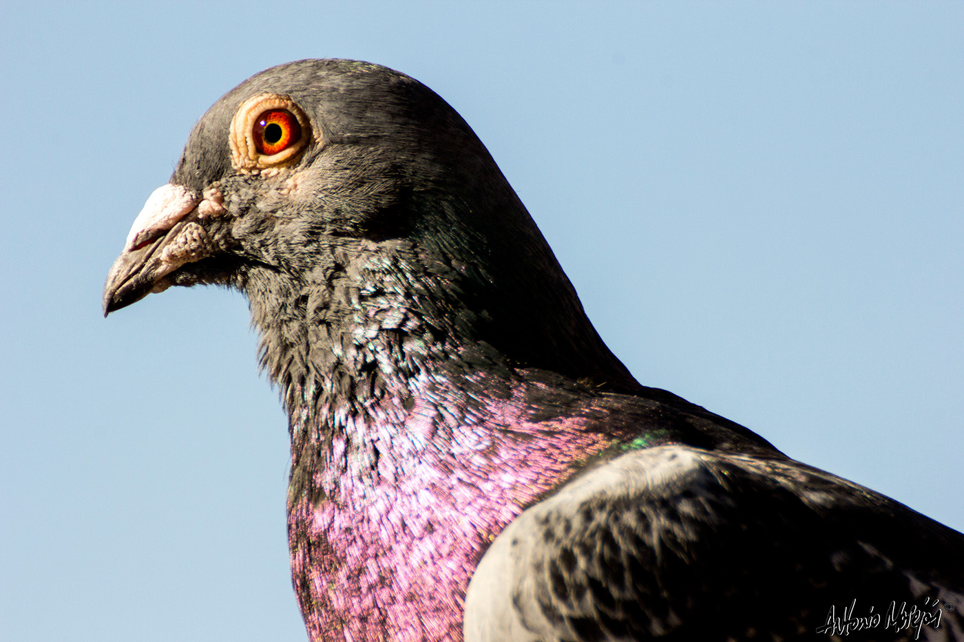 paloma pigeon naturaleza Nature aves birds animales animals
