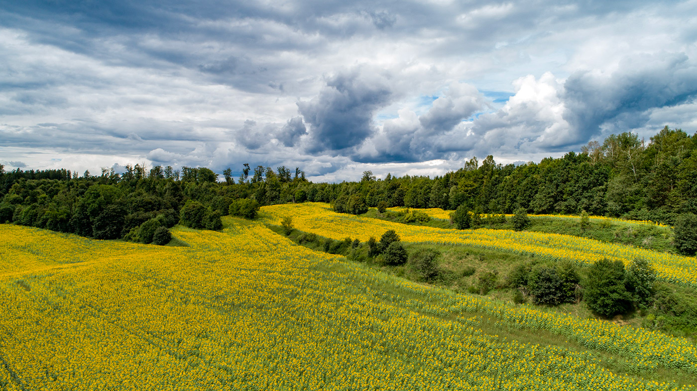 Bavaria summertime straw sunflower Landscape landscape photography