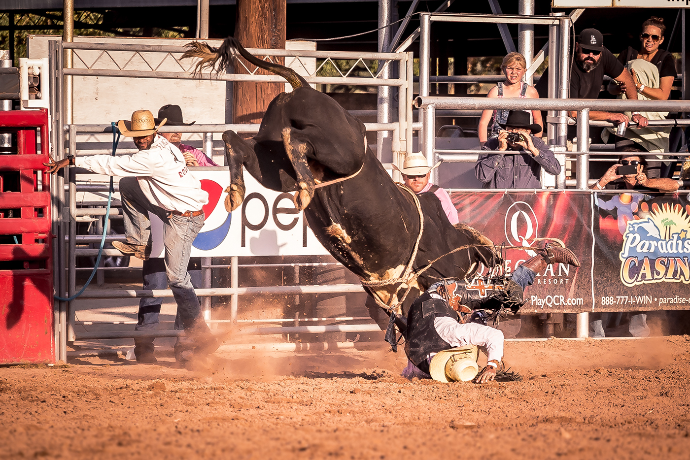 rodeo bull horses bullriding Competition farm country rural crowd animals Cattle equine California cowboy cowgirl