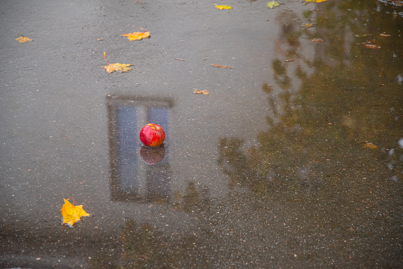 времена года осень Листья природа вода дождь лужа отражение