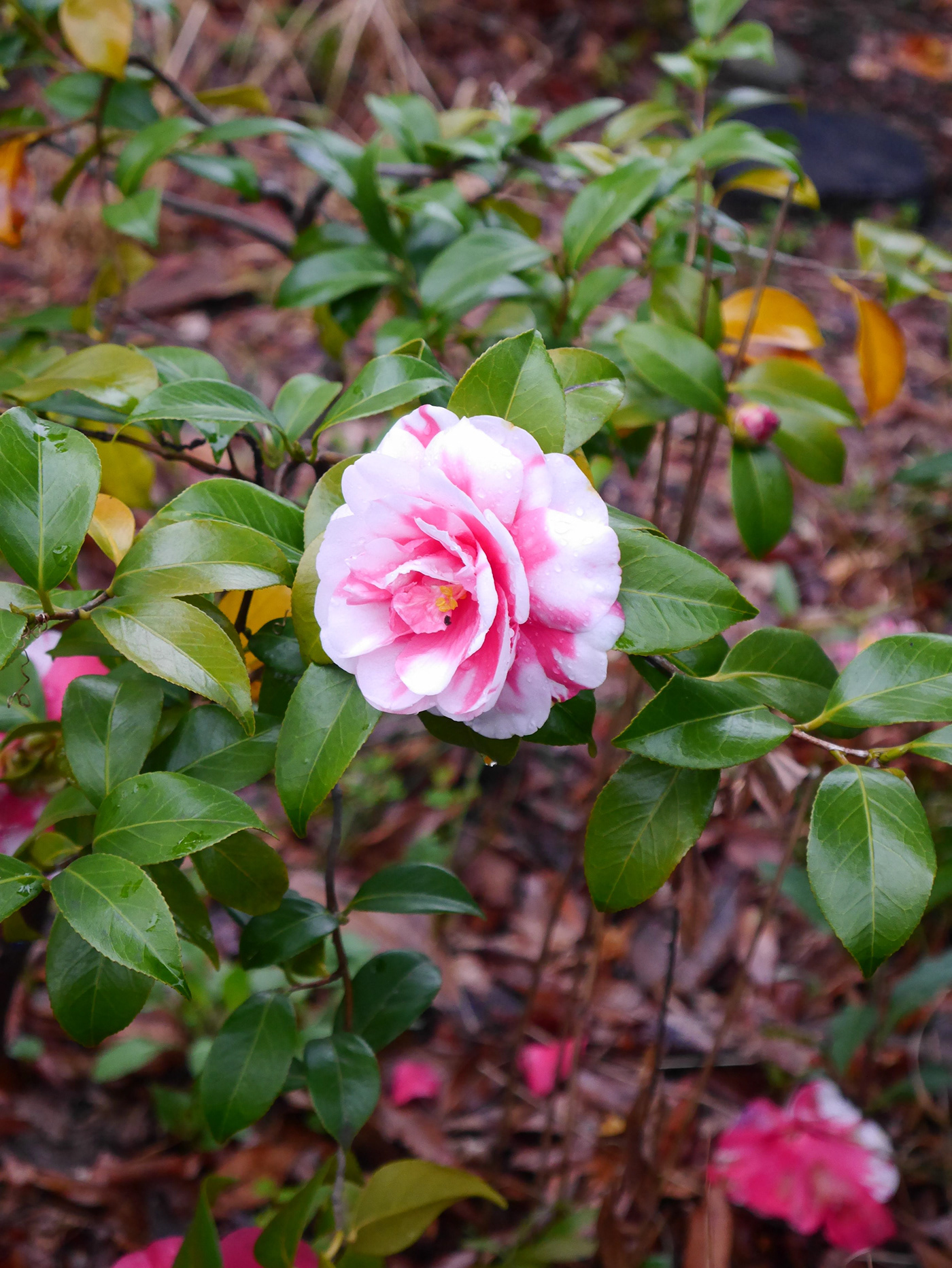 pink flower Camellia