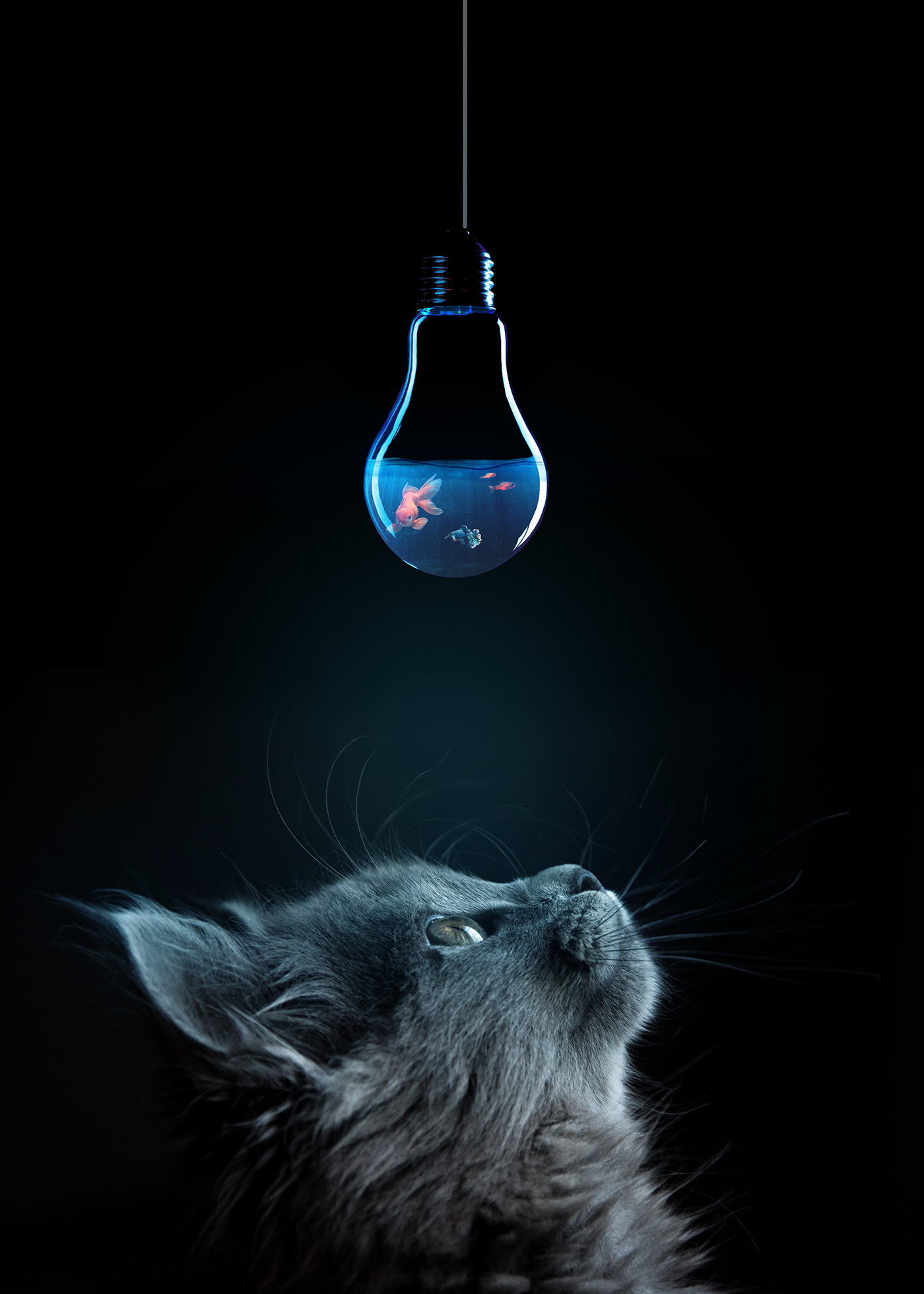 black bulb Cat fish hunter light prey sea Mnıpulatıon photoshop