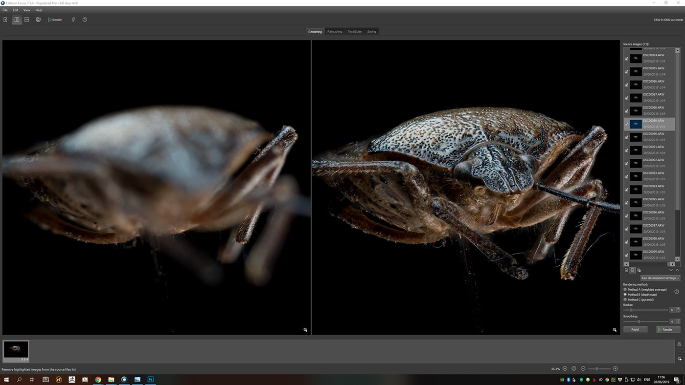 bug macro macrophotography Nature Photography  shieldbug insect