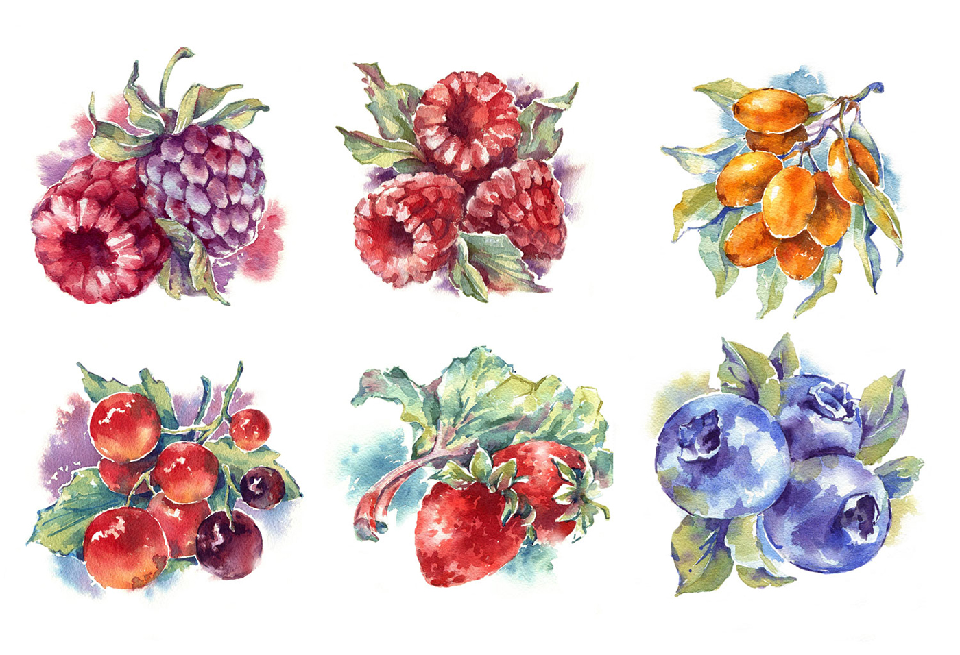 watercolor fruits berries summer raspberries strawberries sea buckthorn aquarelle