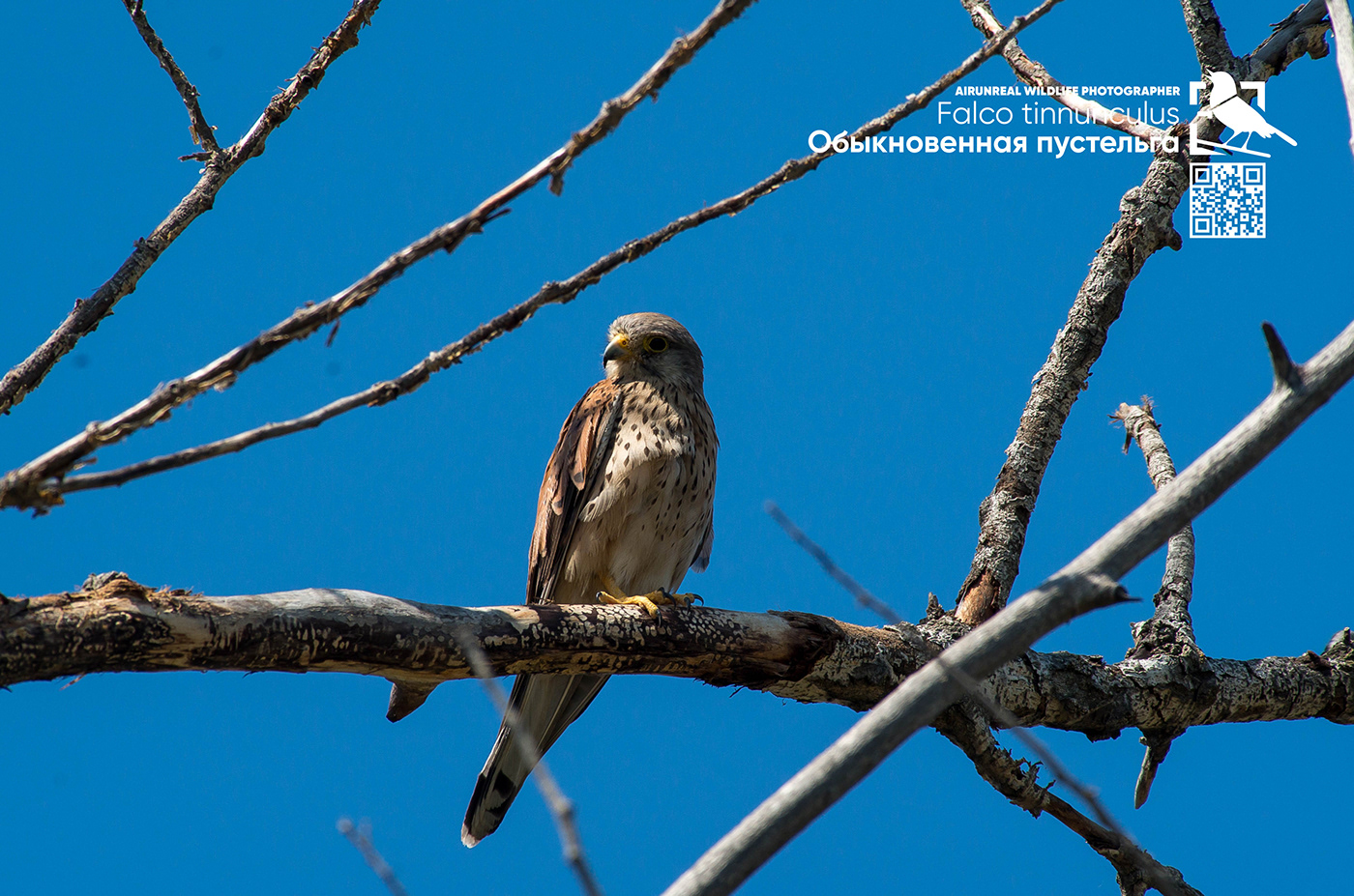 falco tinnunculus bird birds birdswatching volgograd Russia wildlife common kestrel kestrel