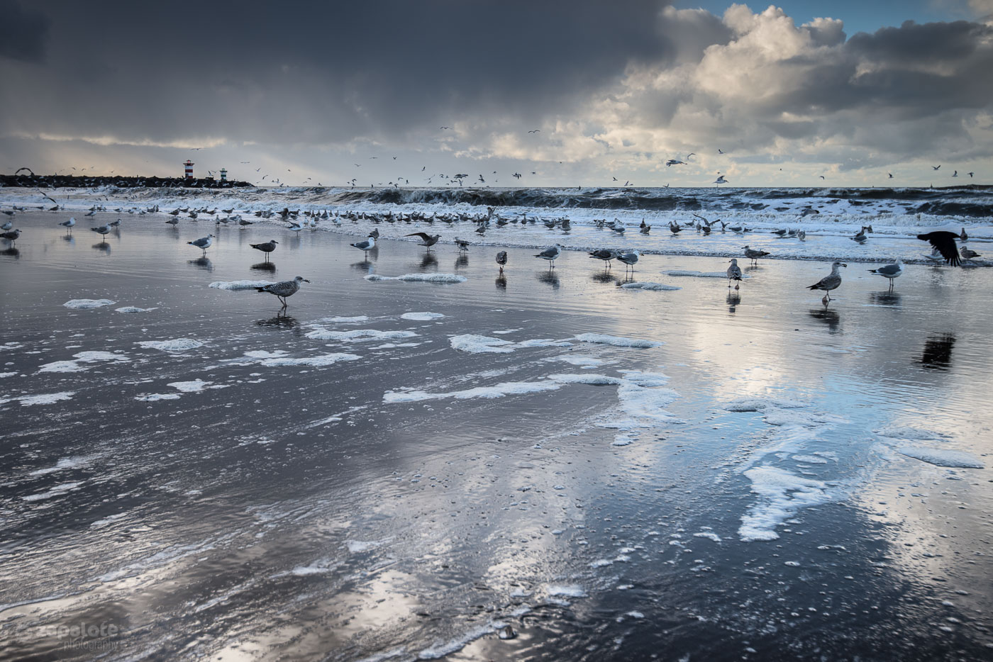 north-sea clouds beach seagulls sea