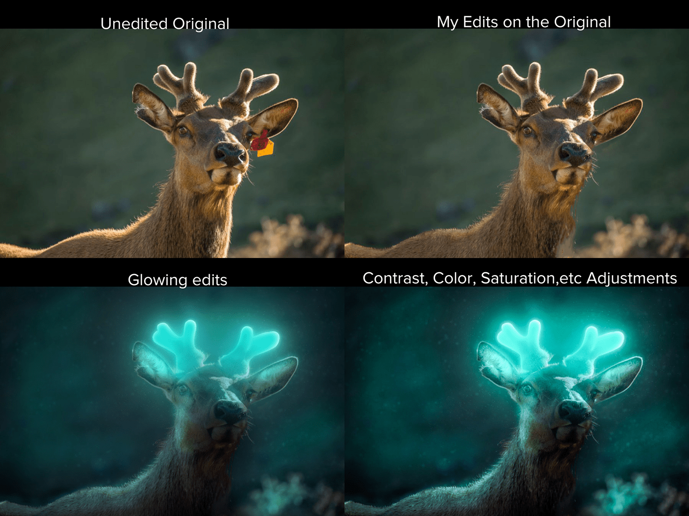 deer edit assignment