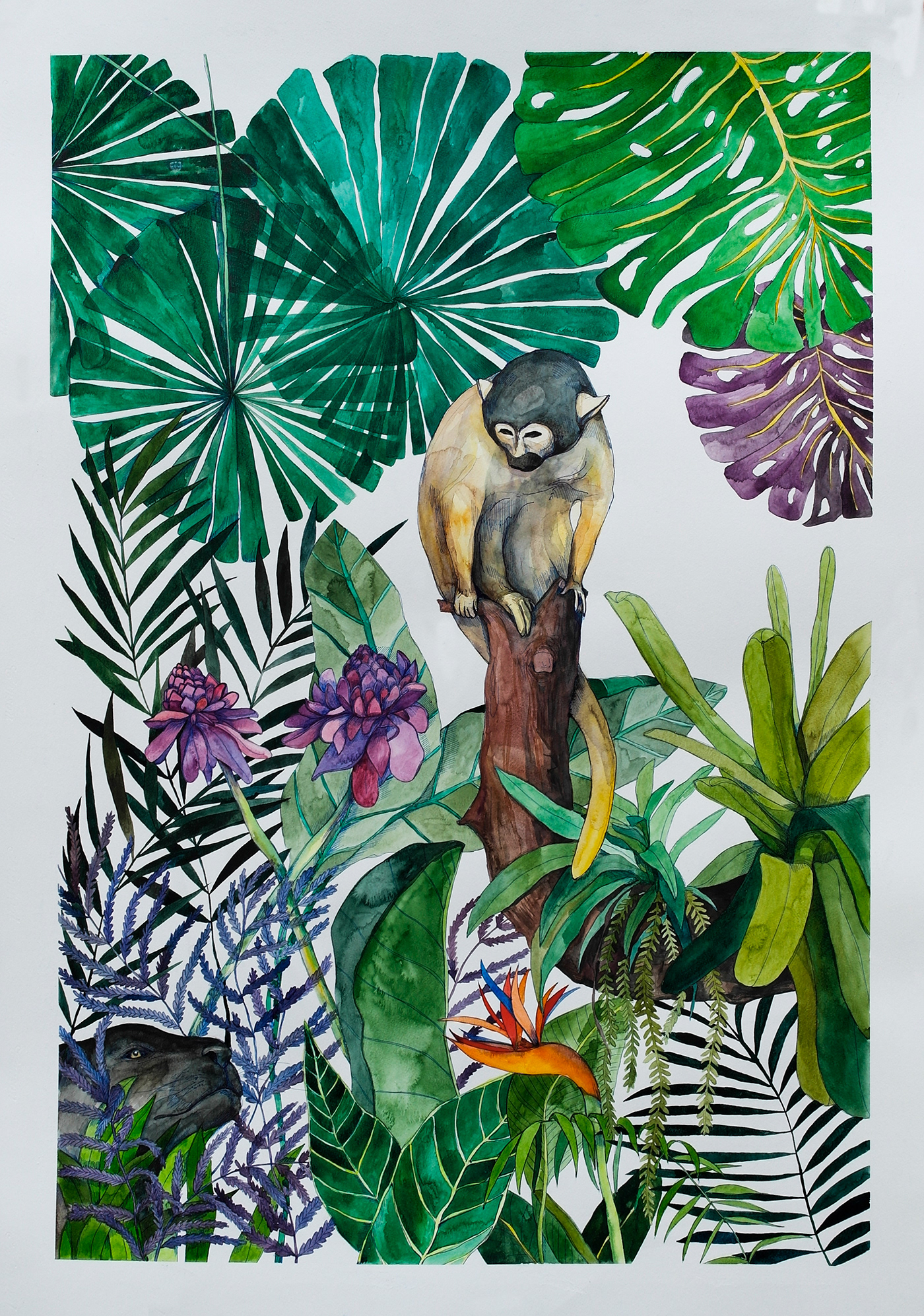 ILLUSTRATION  watercolour hand drawing jungle botanical forest illustration exotic animals exotic
