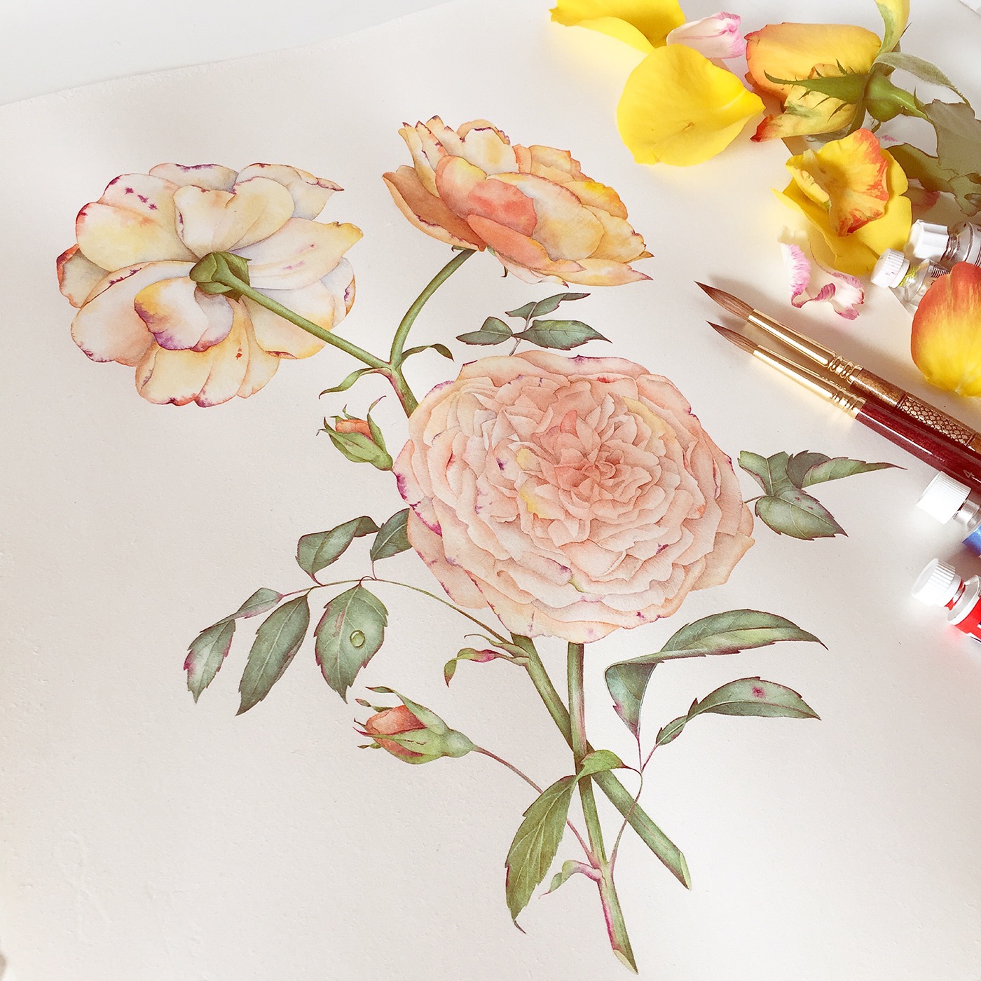 English Rose watercolor illustration on Behance