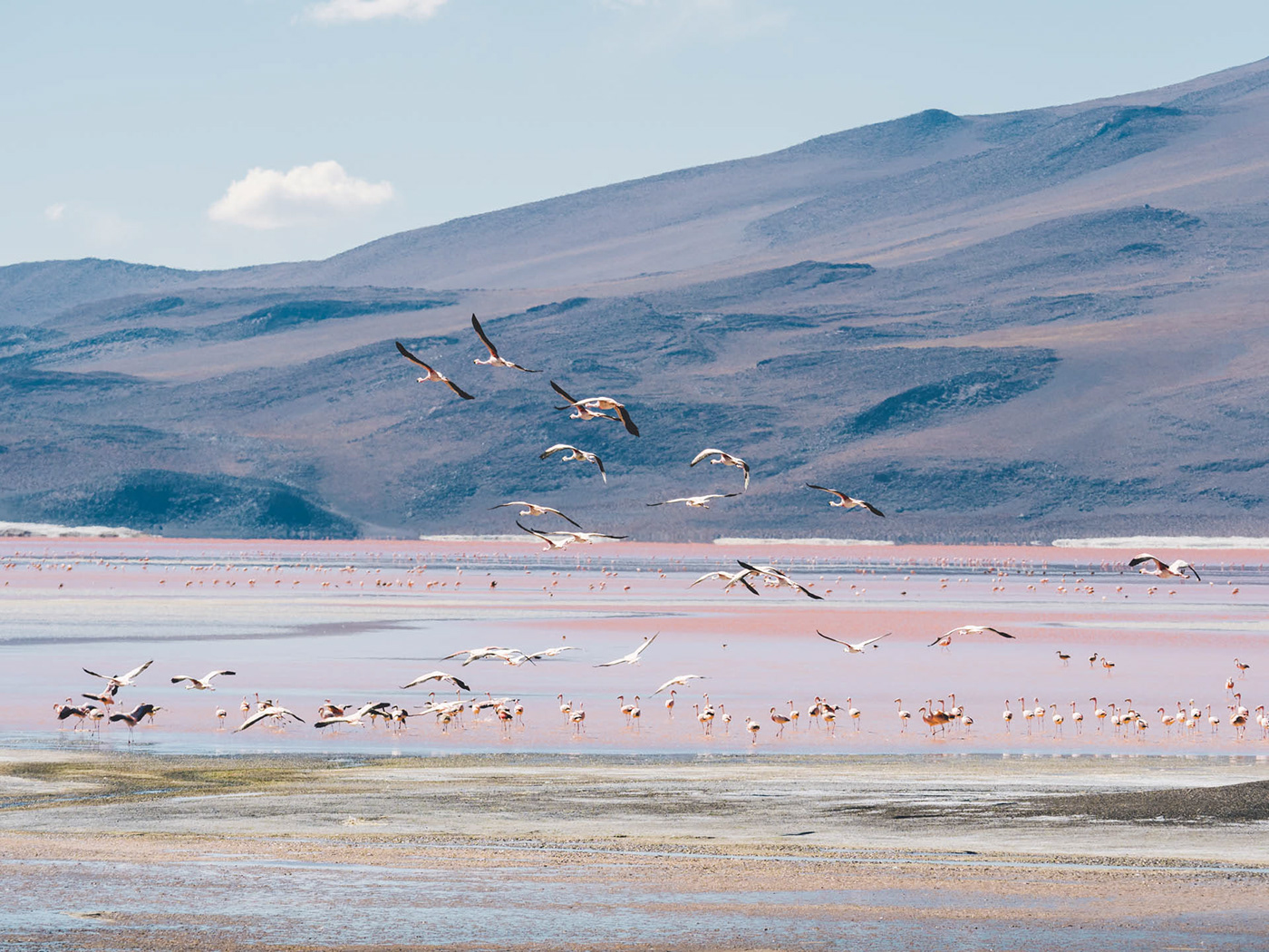 flamingo-rosa-flying-bolivia