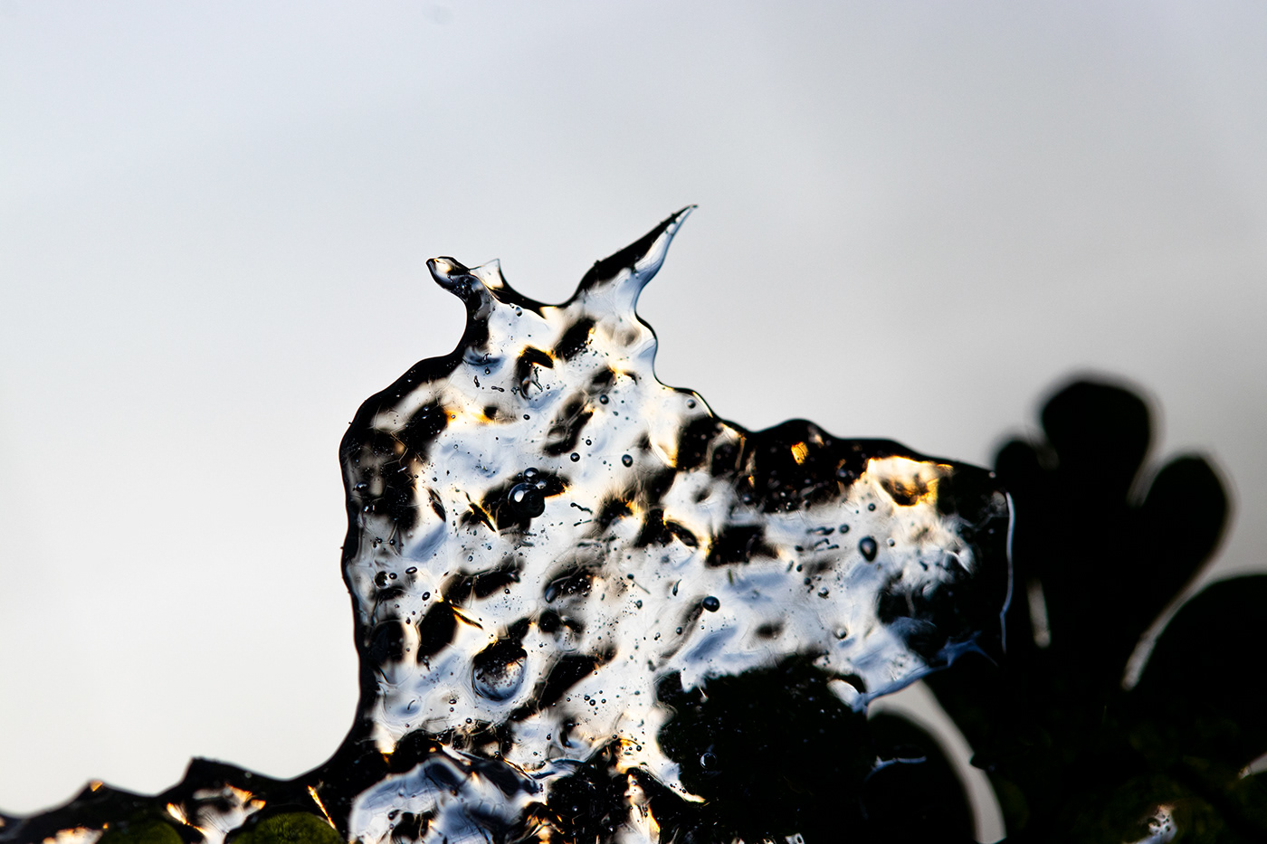 bretagne freezing frost macrophotographie macrophotography neige