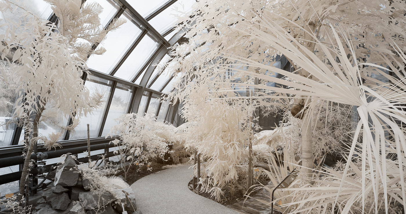 greenhouse infrared infrared film infrared photography landscape photography lut mlut Nature plants video