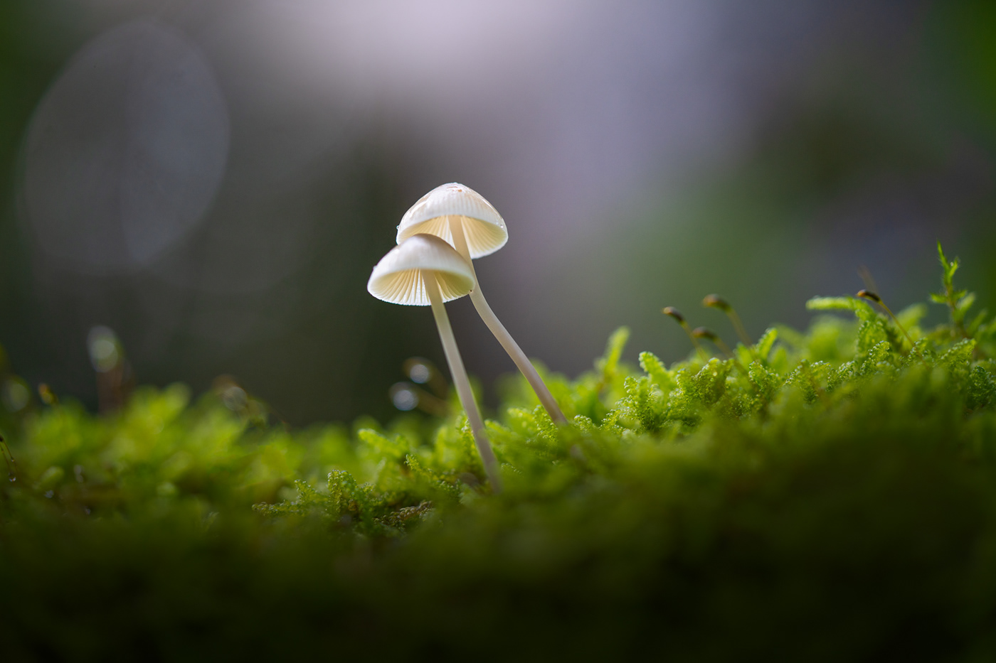 autumn forest Fungi macro Mushrooms shrooms The Netherlands