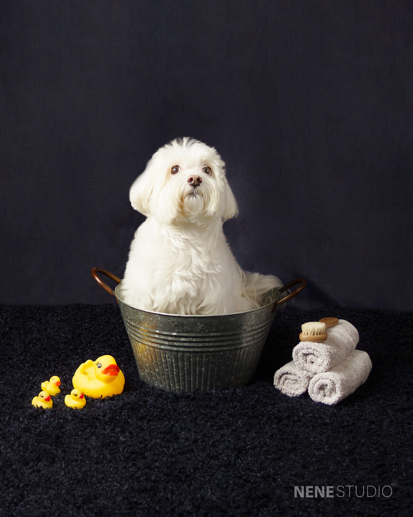 NENESTUDIO NENEPHOTO photoshoting Love pets dogs family photopets