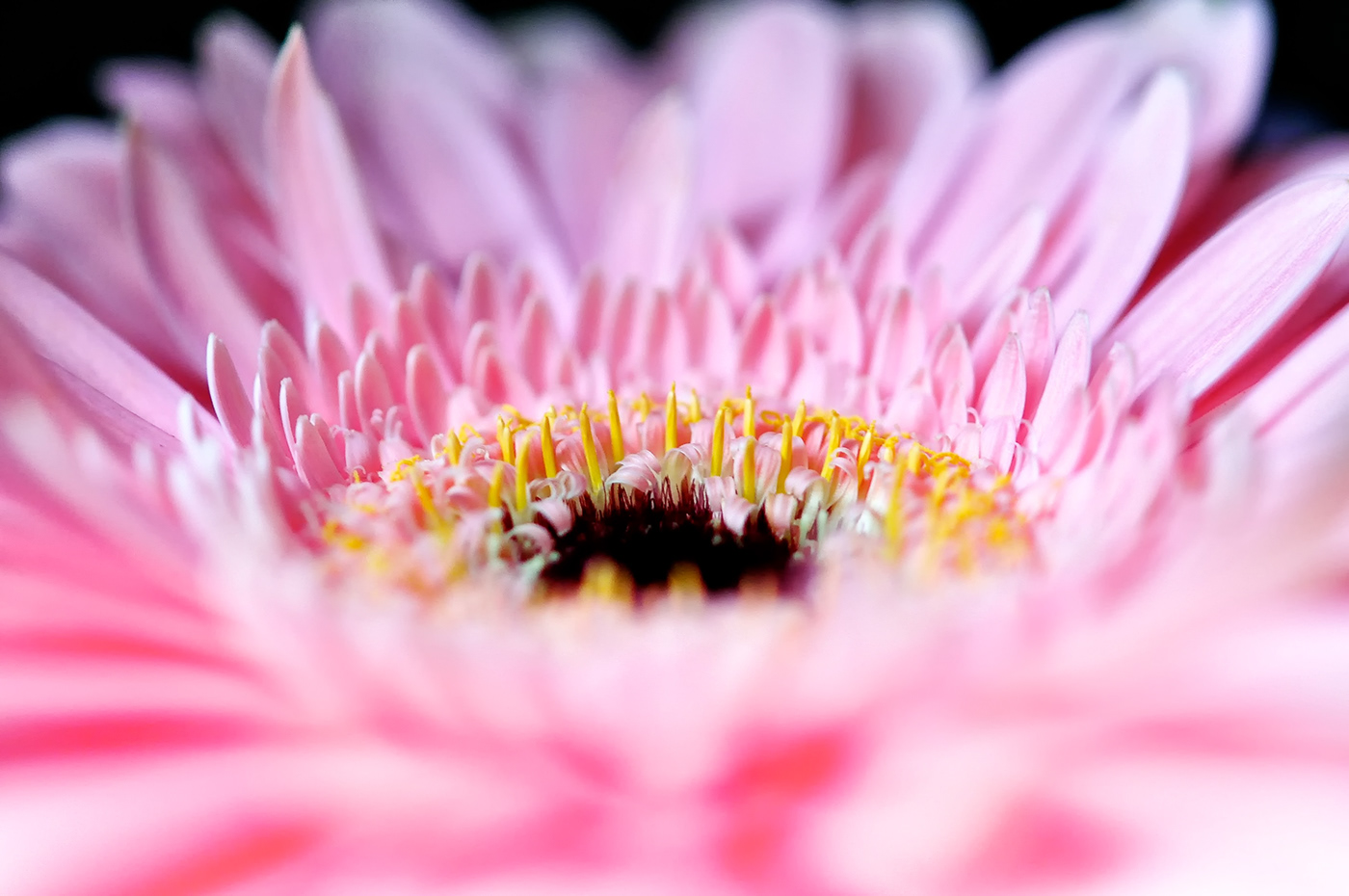 closeup daisy floral flower macro