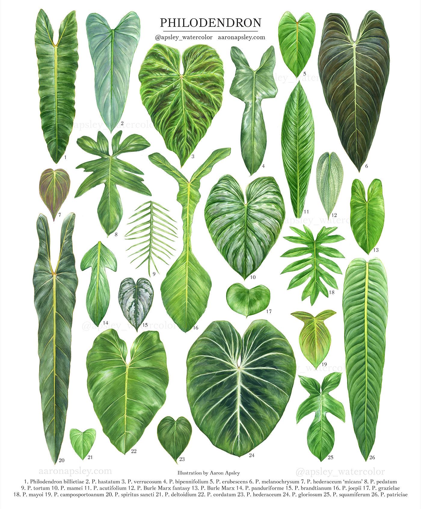 botanical botanical art botanical illustration houseplant ILLUSTRATION  painting   Philodendron plants scientific illustration watercolor