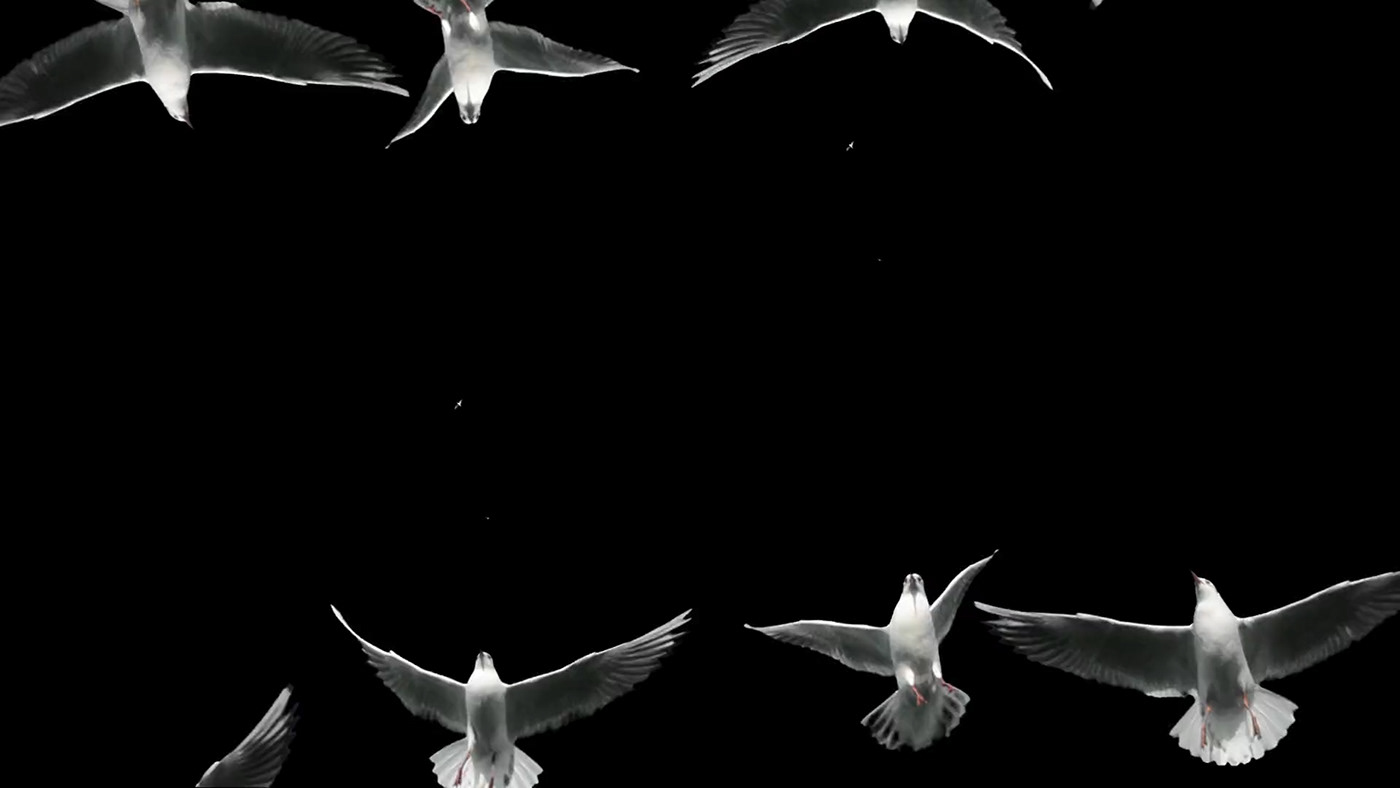 music video clip Videoclip blackandwhite experimental Film   birds effects abstract