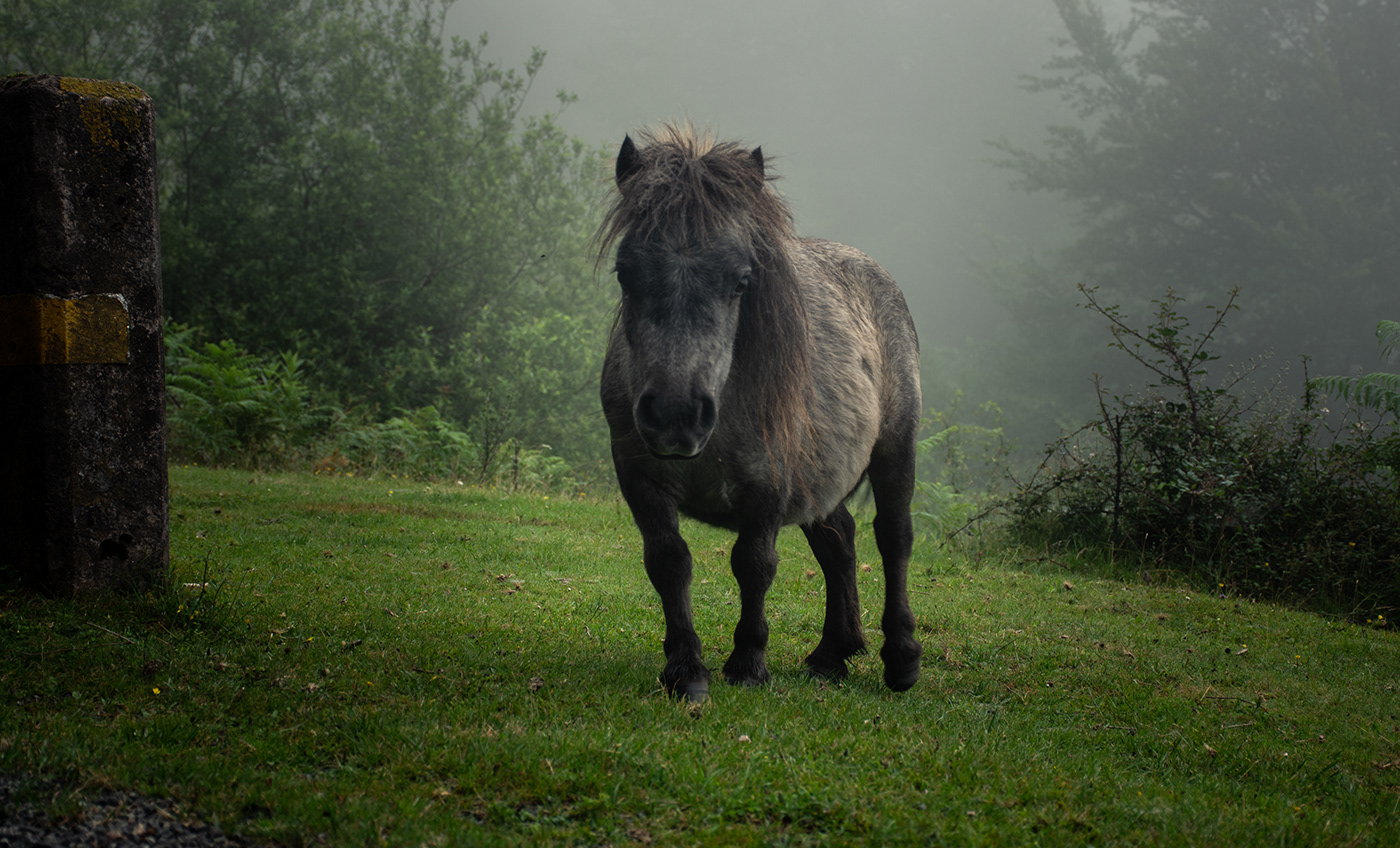 fog horse Landscape mountains Nature Navarra Nikon Photography  spain Travel