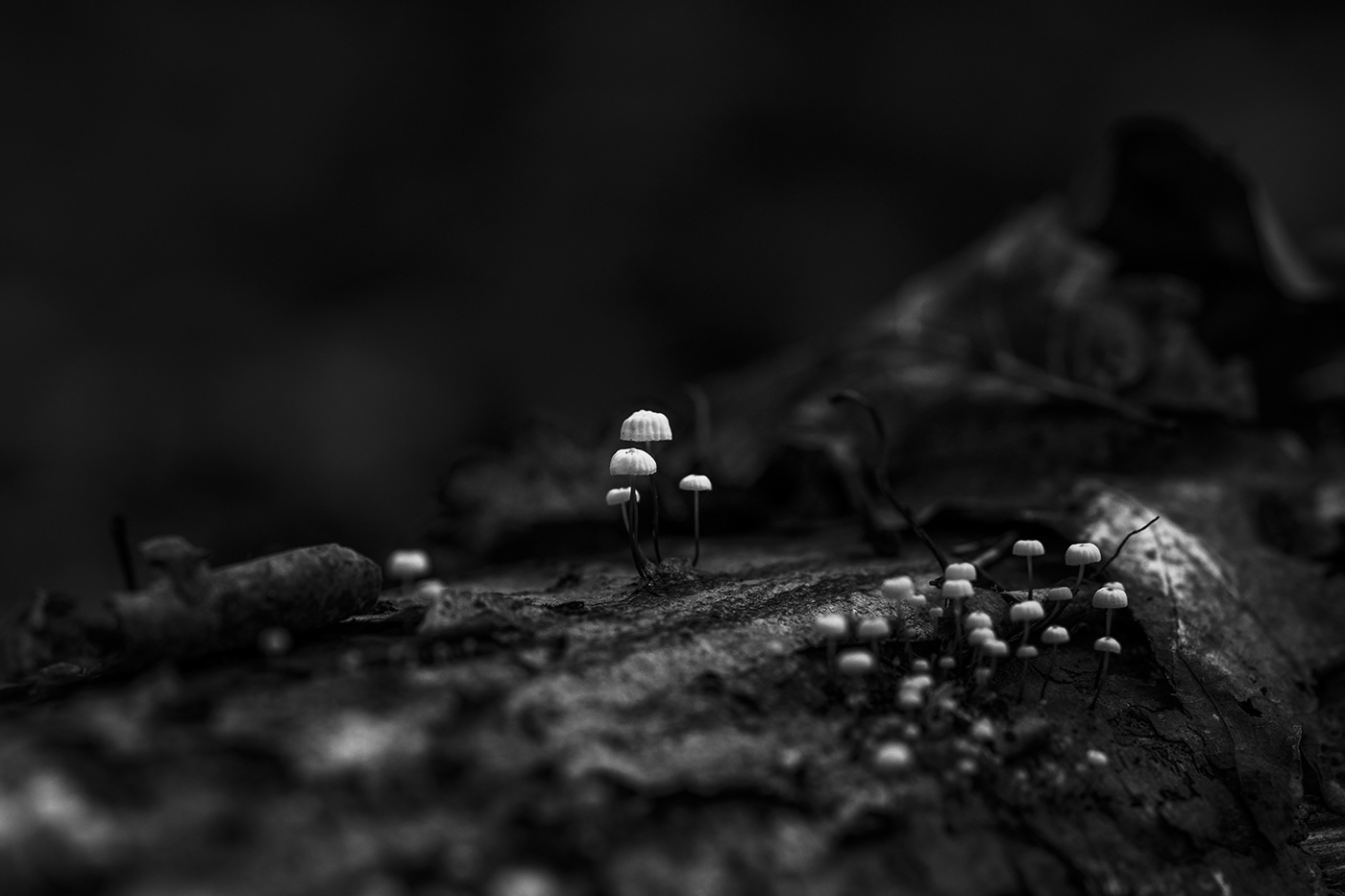 black and white creative forest macro monochrome mushroom Mushrooms Nature nature photography White