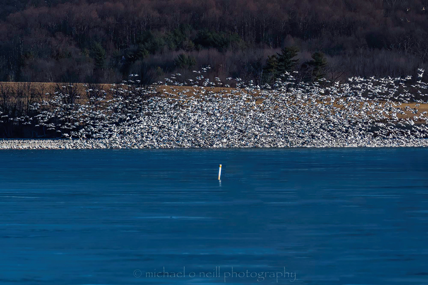 flight geese lake Snow Geese water