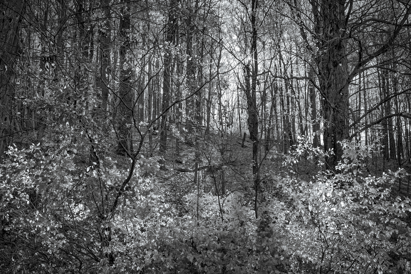 Tree  Nature Landscape forest Magic   Black&white black & white blackandwhite Fall lakes