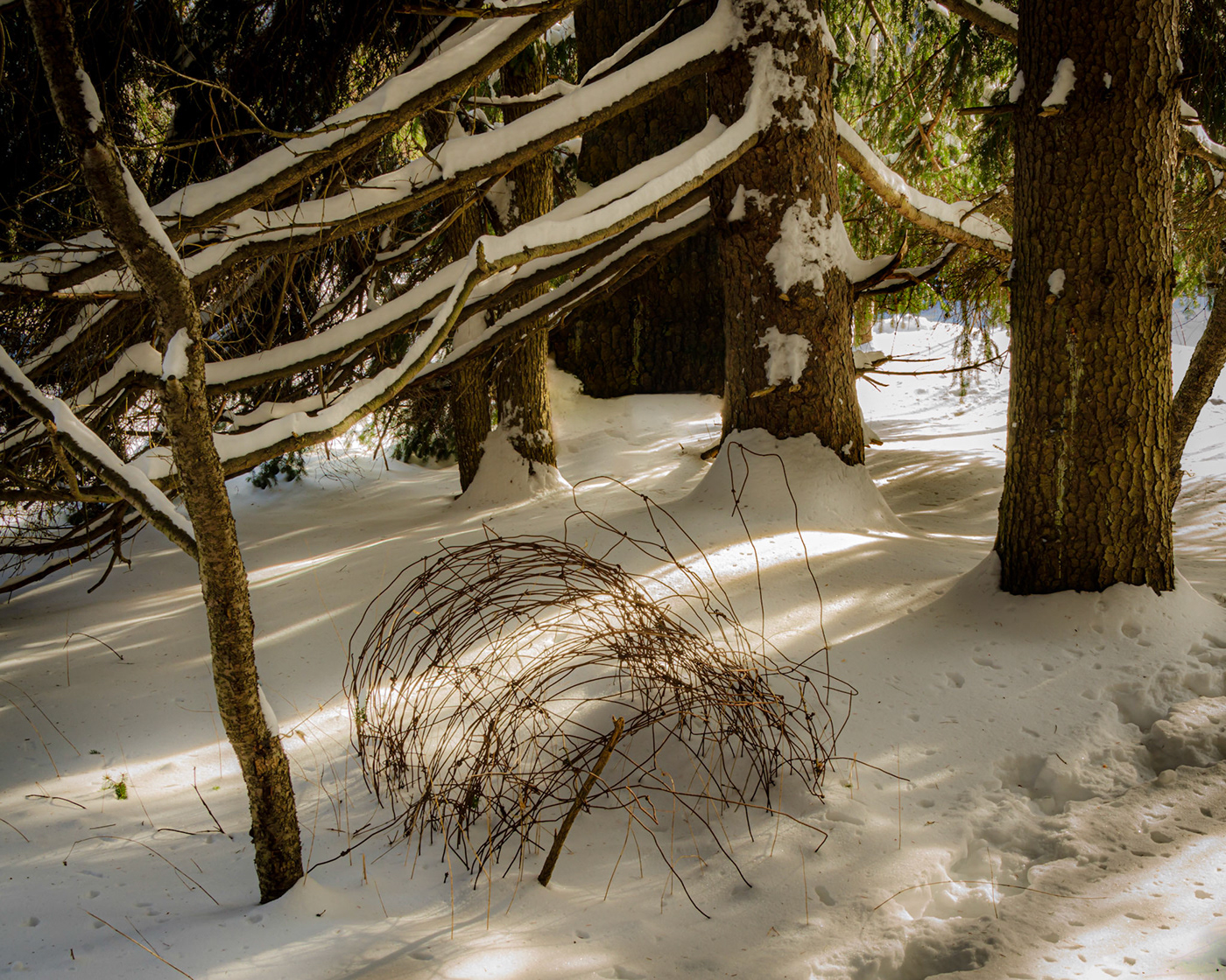 Image may contain: tree, outdoor and snow