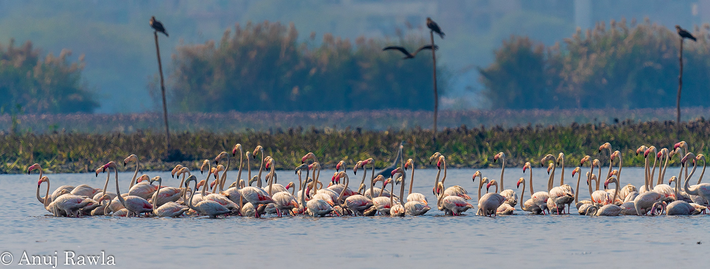 avian birding birds India Nikon Photography  Nature wetlands