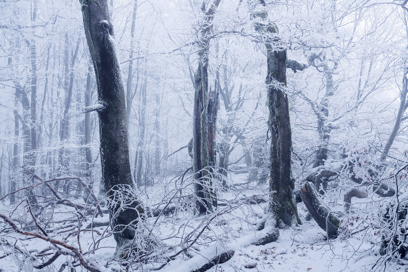 Beech enchanted fairytale forest frozen mist snow trees Treescape winter