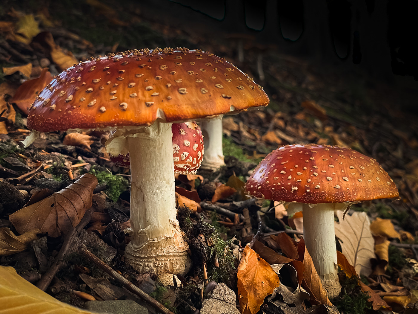 adobe autumn Fall forest lightroom mushroom Nature Photography  photoshop woods