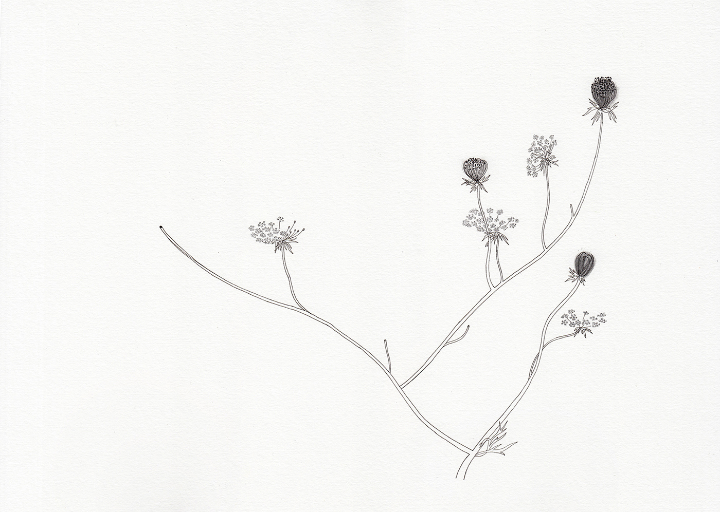 weeds mala hierba gilles clement Tercer Paisaje ilustracion industrial descampado vegetación urbanismo medio ambiente